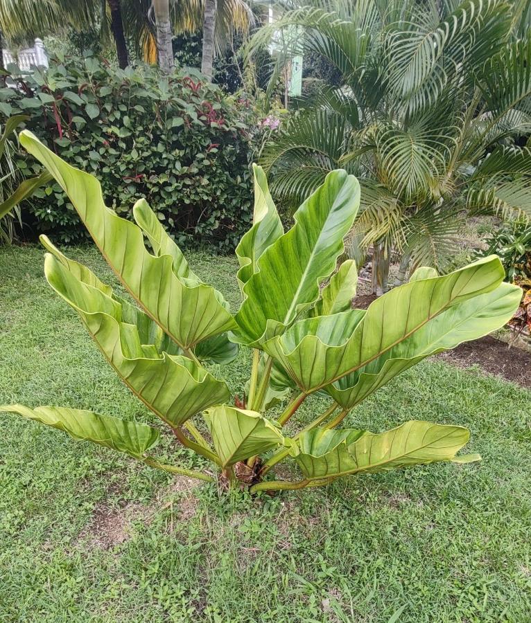 Bencastle Villa Gros Islet Eksteriør billede