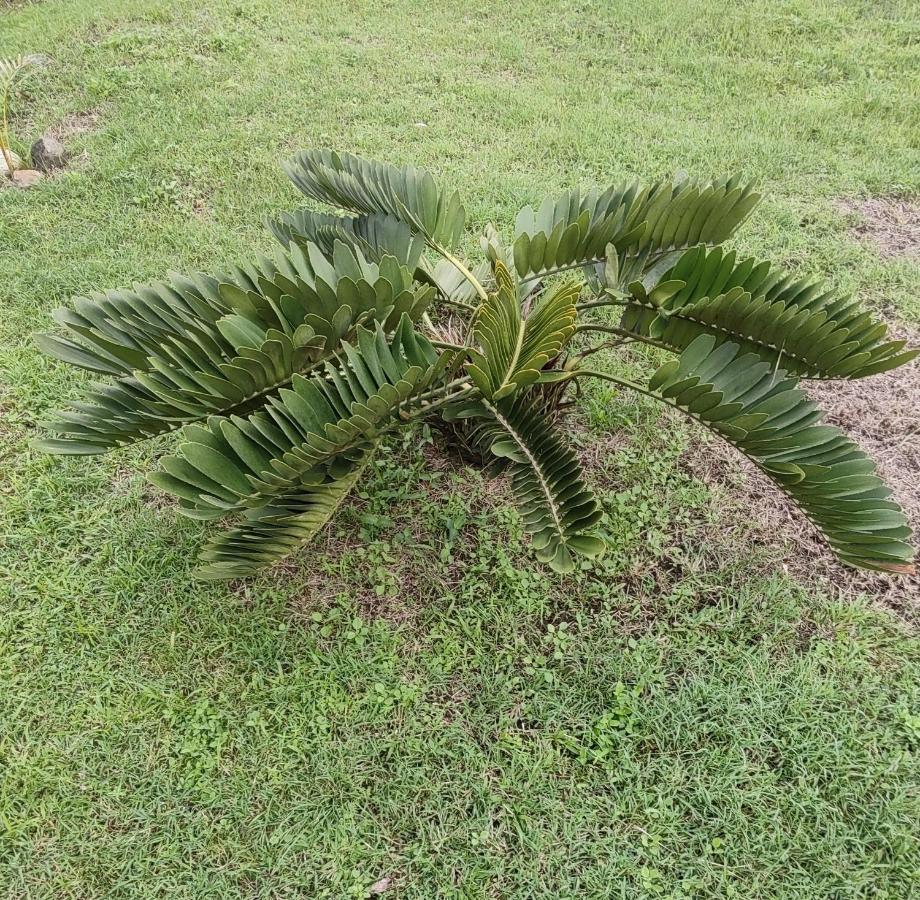 Bencastle Villa Gros Islet Eksteriør billede