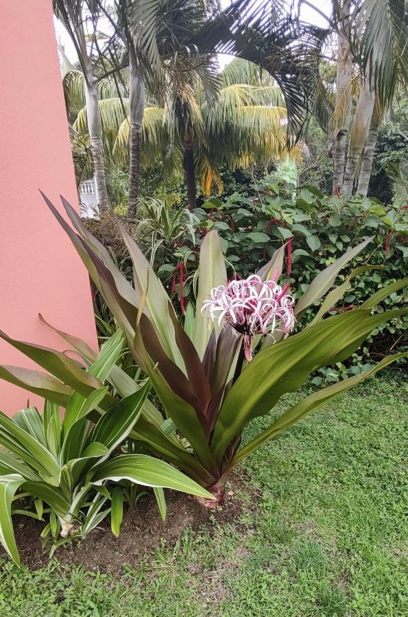 Bencastle Villa Gros Islet Eksteriør billede