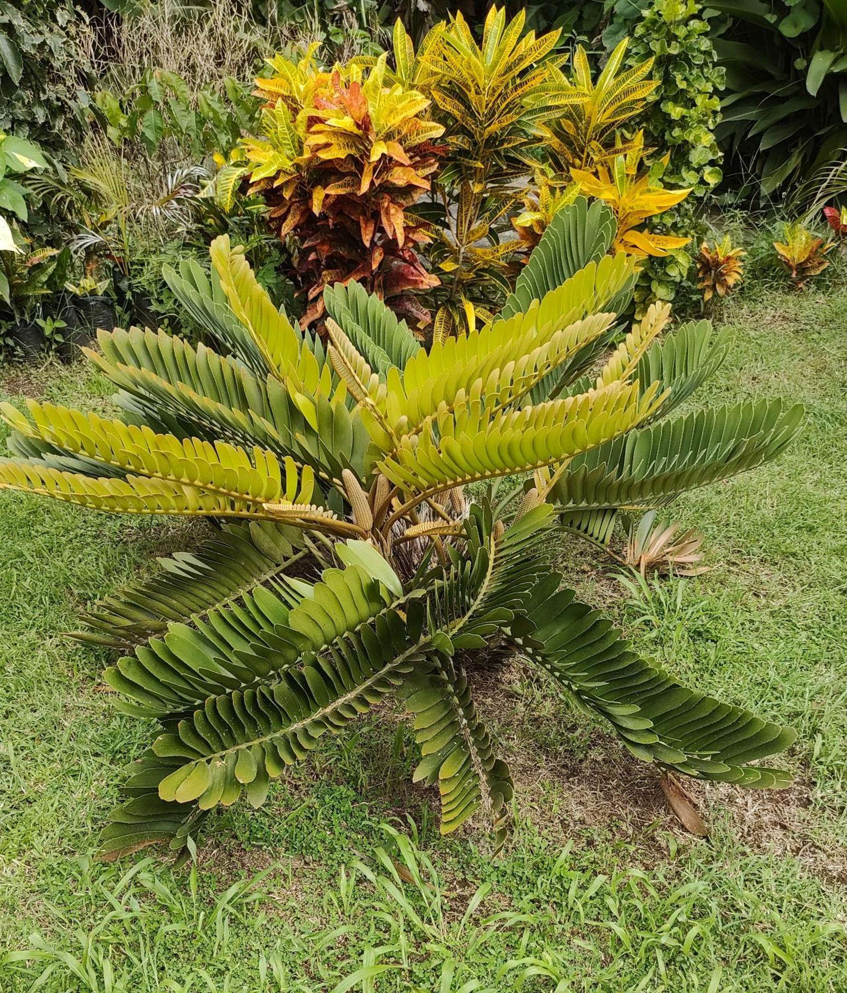 Bencastle Villa Gros Islet Eksteriør billede
