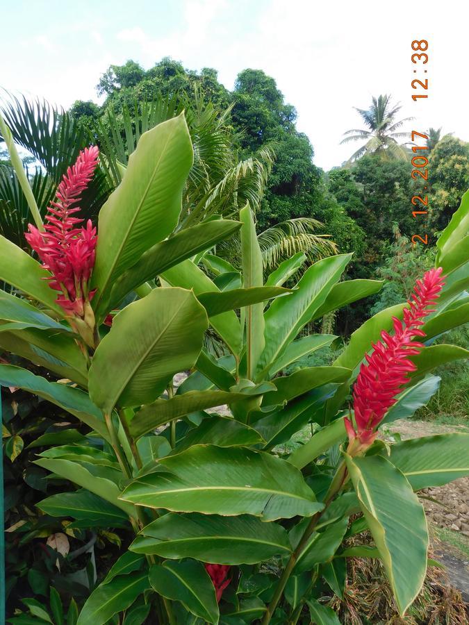 Bencastle Villa Gros Islet Eksteriør billede